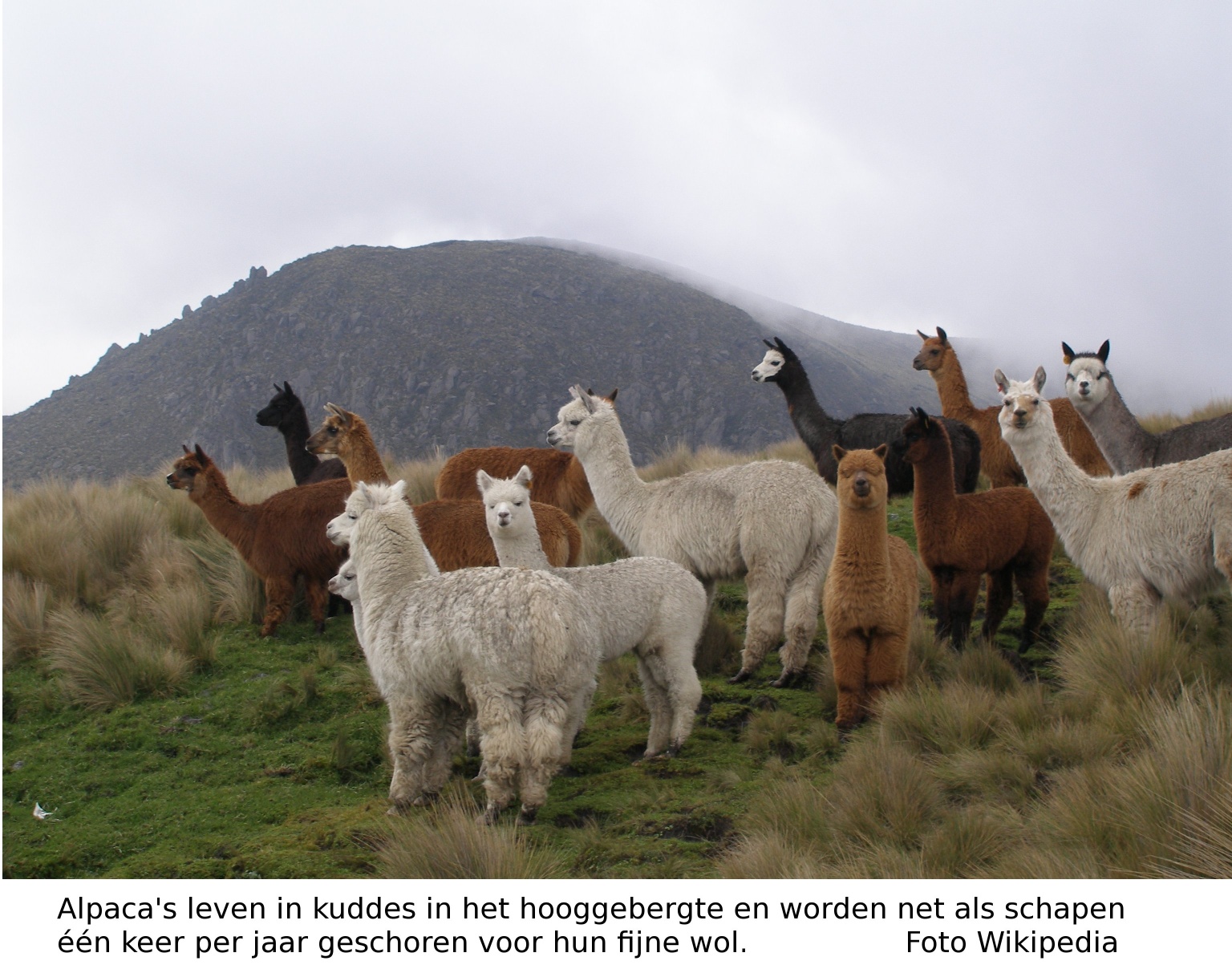Alpacas-in-Ecuador-texted.jpg