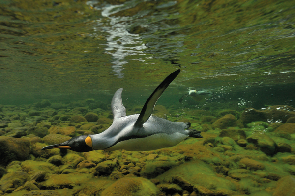 diving-king-penguin-600x400.jpg