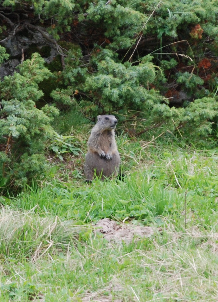 marmot-DSC_4974-cropped.jpg