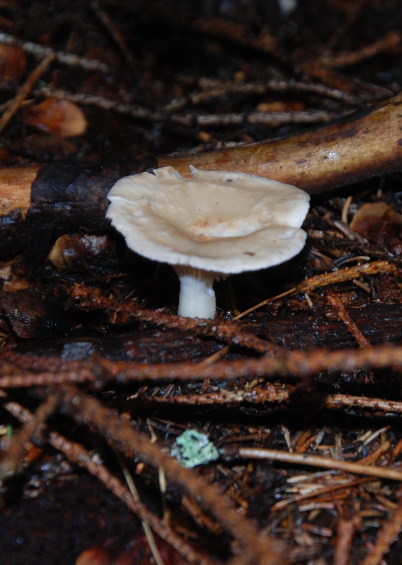 witte-paddestoel-DSC_4697cropped.jpg